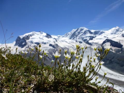 Monte Rosa  Zermatt Gornergrat