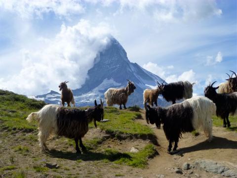 Cabras delante de Matterhorn Zermatt