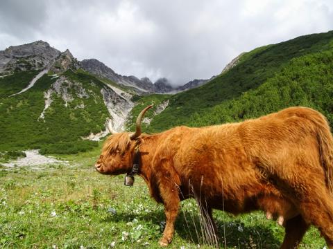 Algunas vacas en Austria no son convencionales