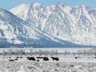 Búfalos en Jackson Hole, estación de esquí de Wyoming