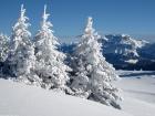 Abetos nevados en Sermnoz