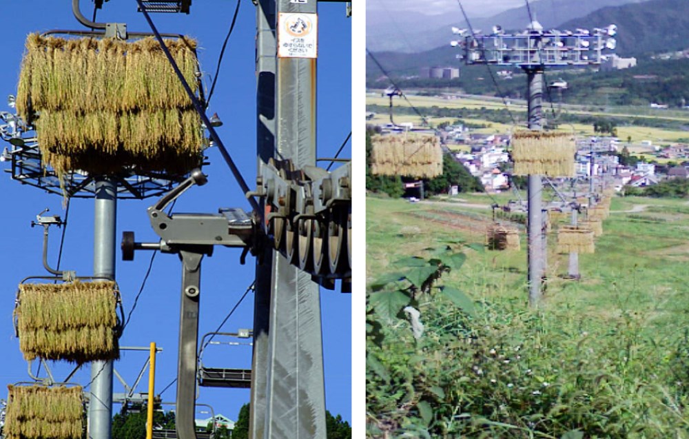 Una estación de esquí japonesa utiliza los telesillas para secar arroz