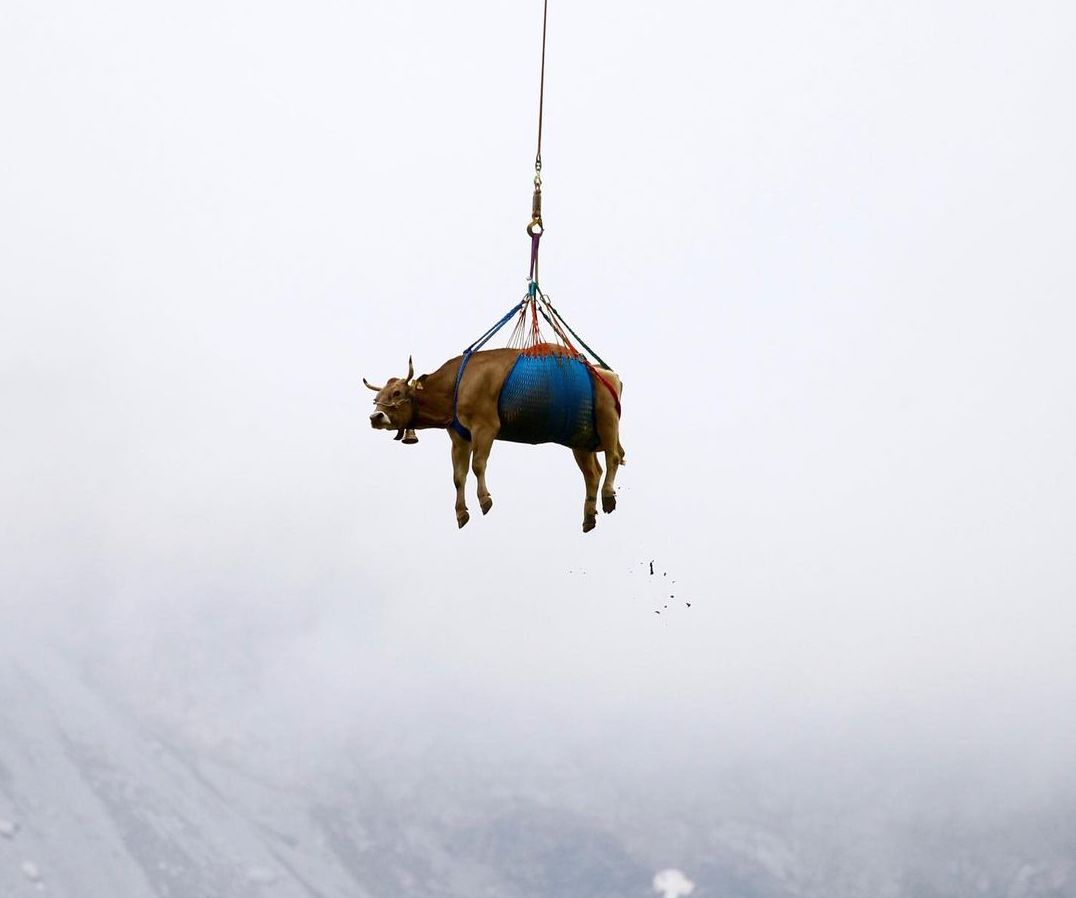 Vacas suizas heridas son rescatadas en helicóptero desde los pastos alpinos