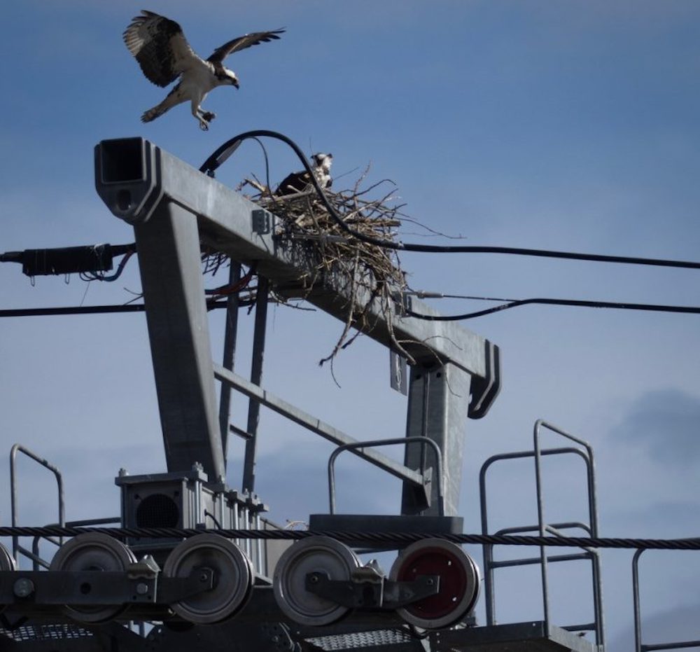  Descubren águilas pescadoras anidando en un telecabina en Beaver Creek